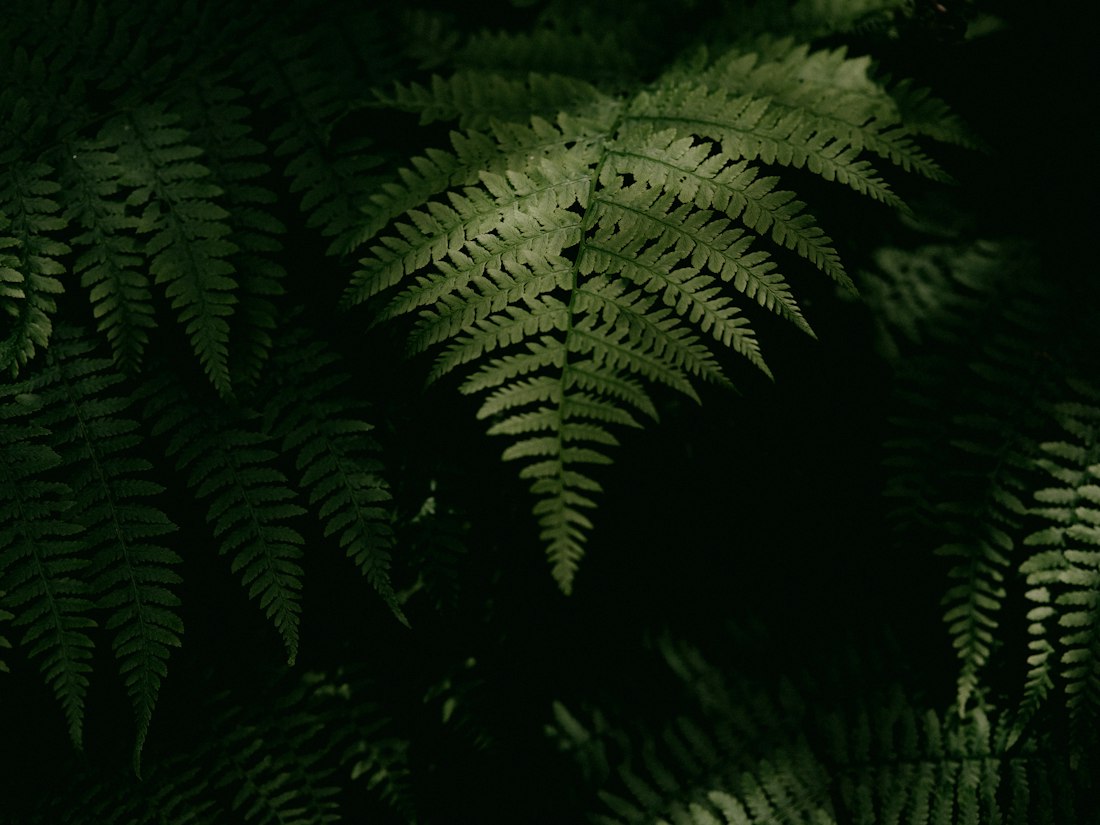 Lush Green Fern Close-Up