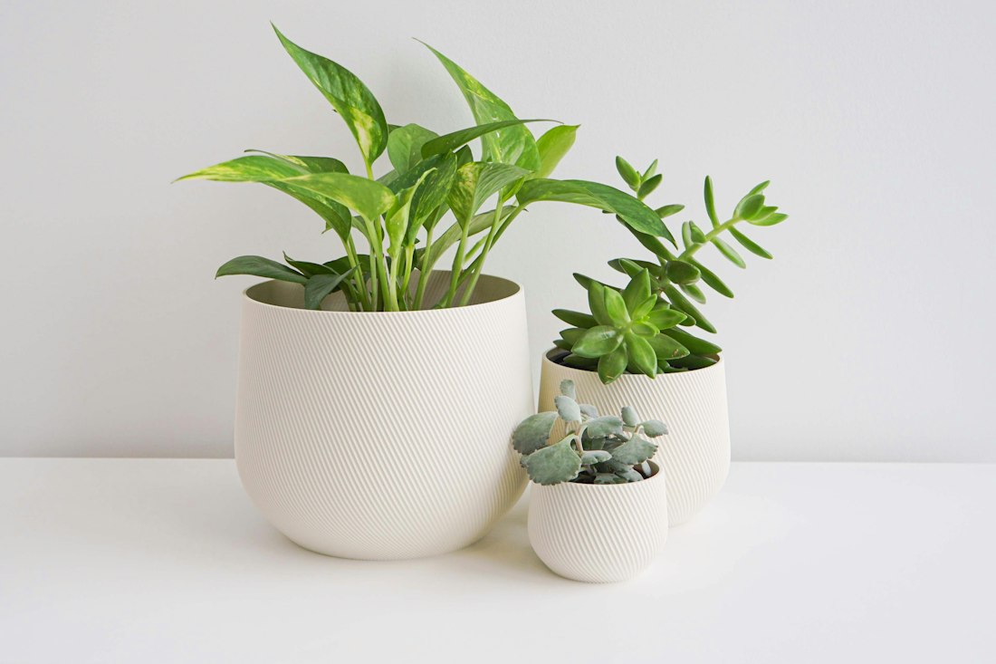 White Ceramic Planters with Green Houseplants