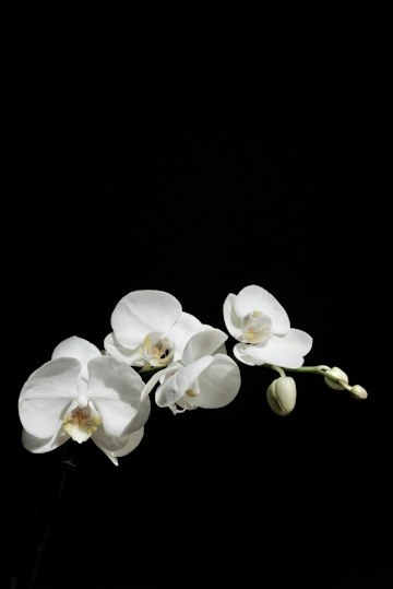 White Orchid on Black Background