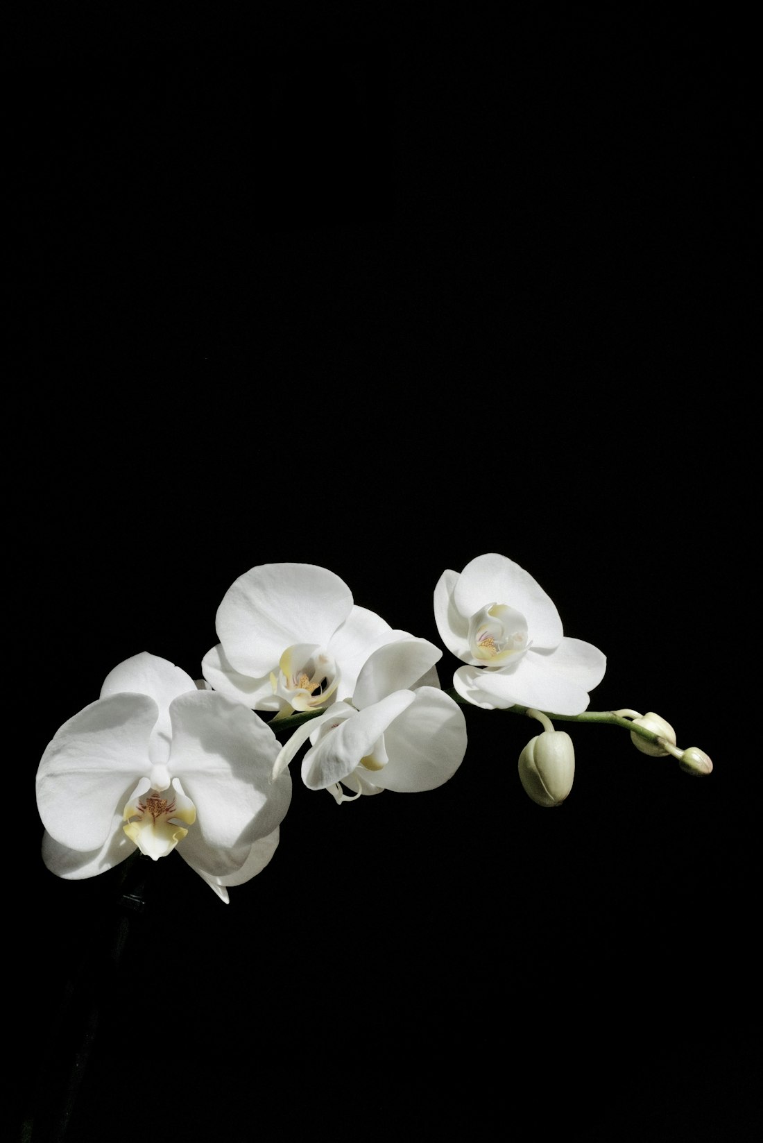 White Orchid on Black Background