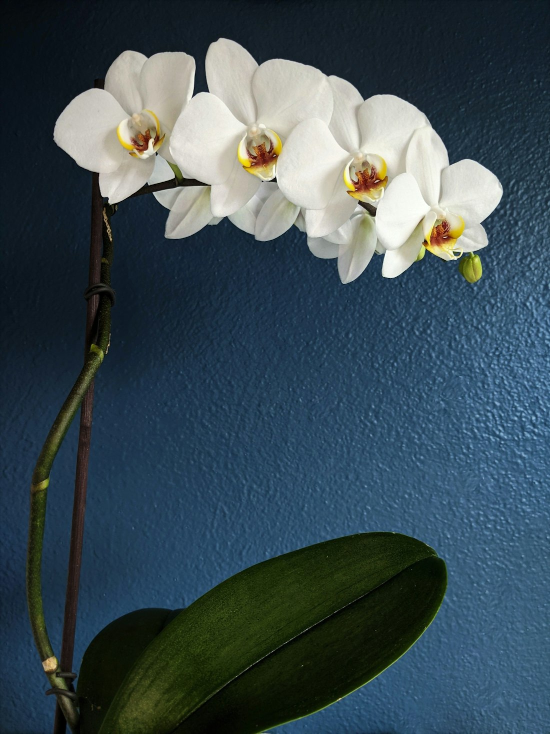 White Orchid Against Blue Background