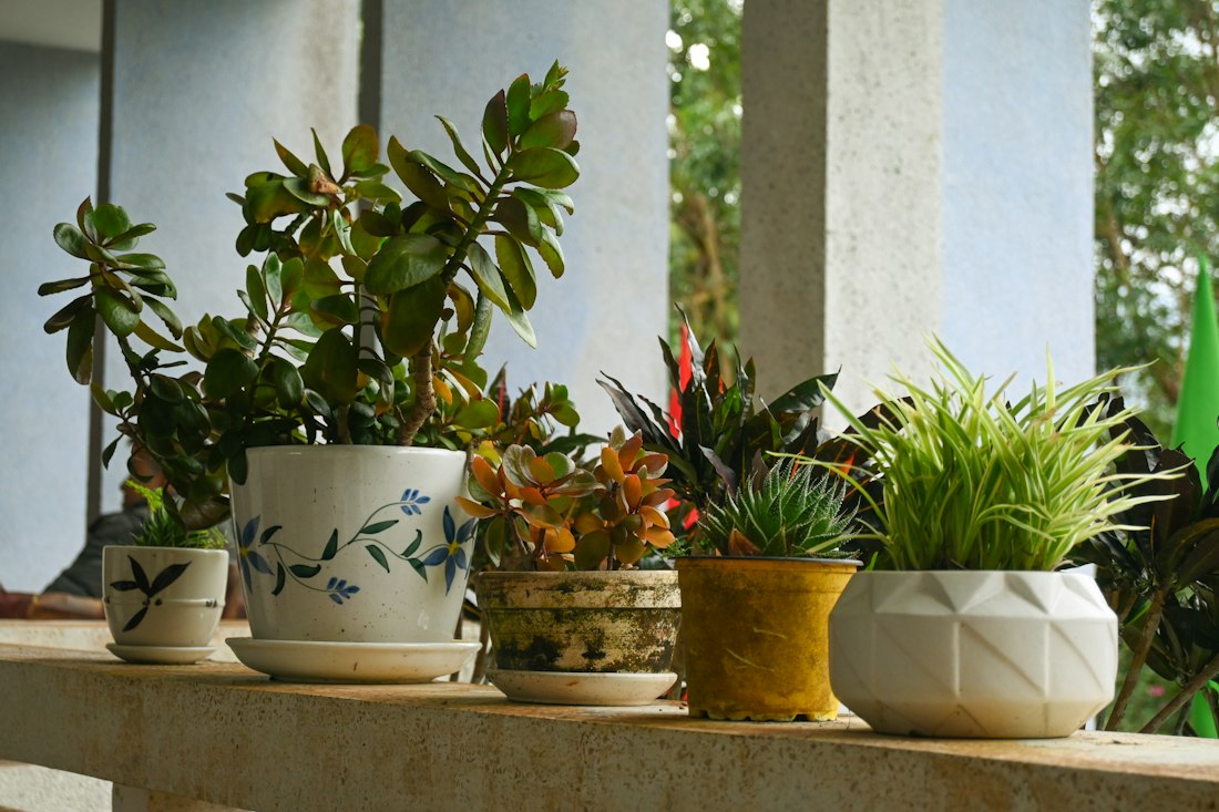 Porch Ledge Plant Display