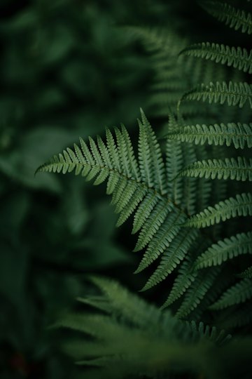 Detailed Fern Leaf Close-Up