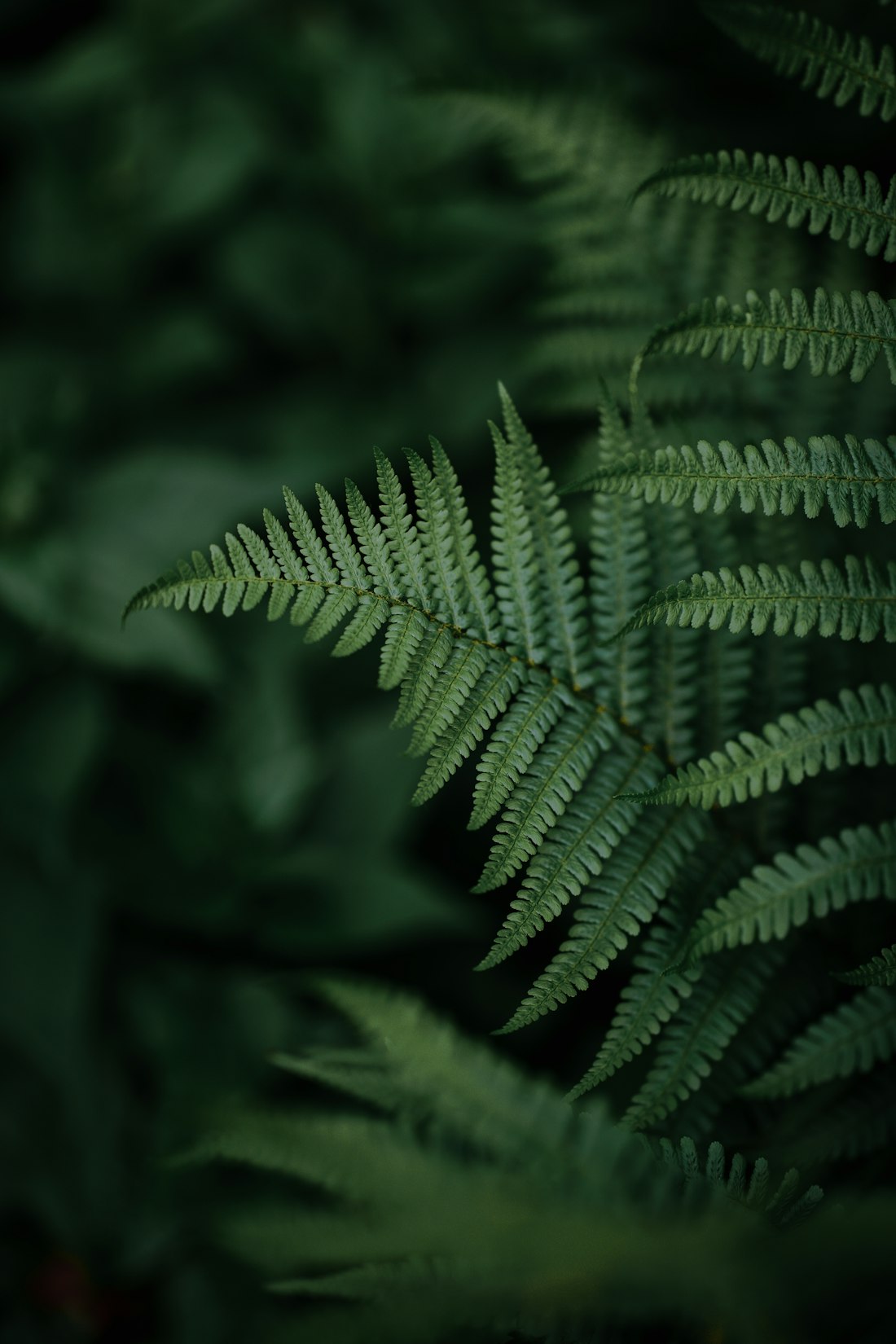 Detailed Fern Leaf Close-Up