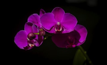 Purple Orchid Close-Up