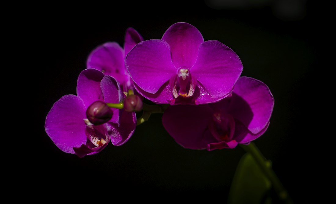 Purple Orchid Close-Up