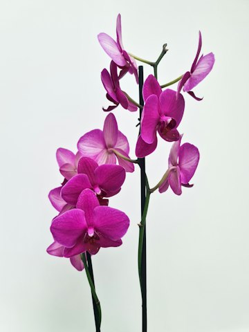 Pink Orchid Houseplant