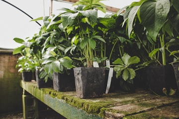 Tropical Potted Plants on Wooden Shelf