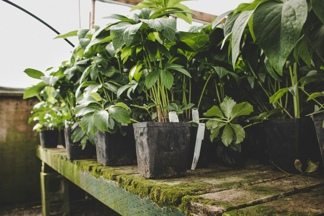 Tropical Potted Plants on Wooden Shelf