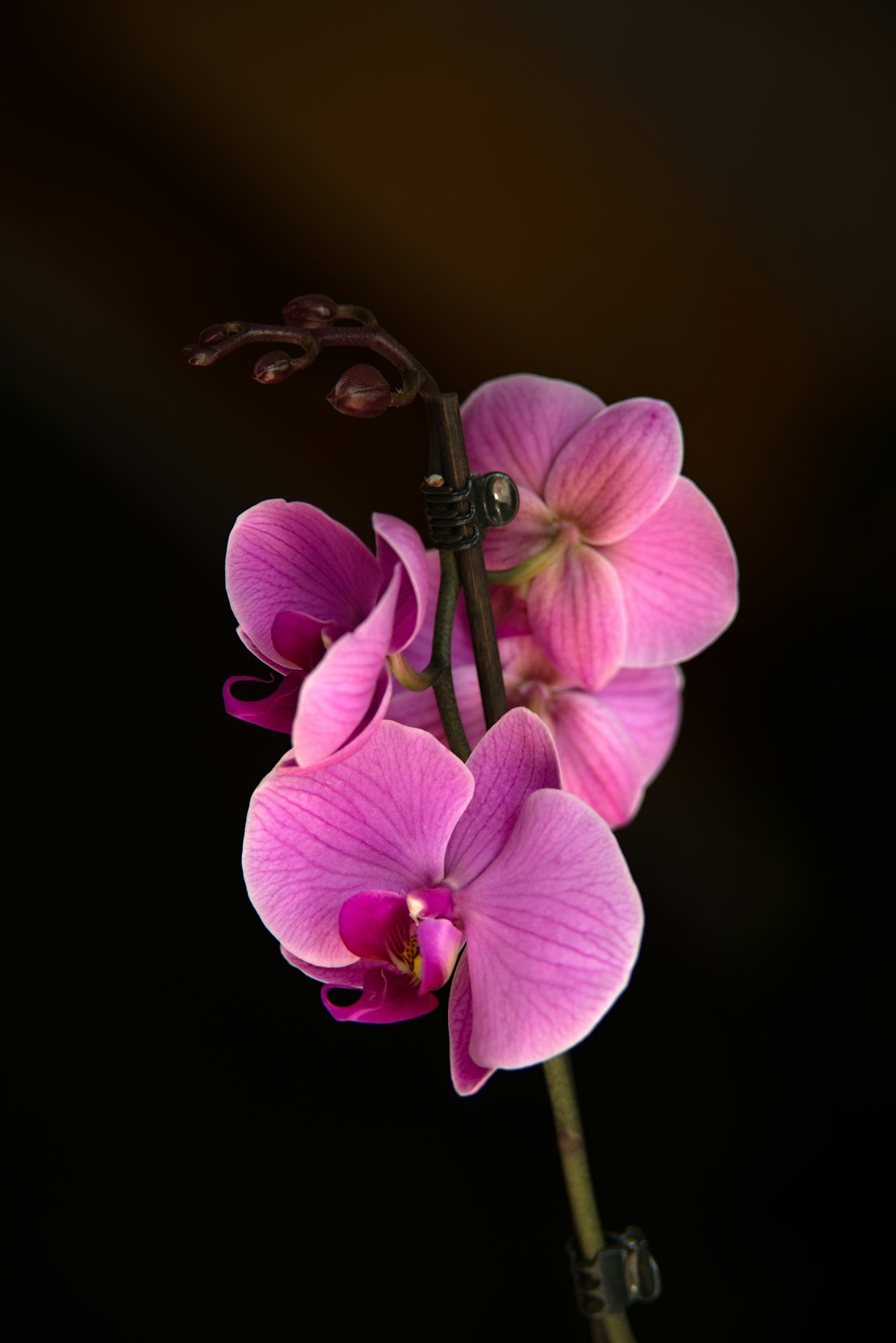 Pink Orchid Close-Up